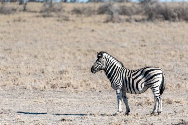 Zebralar etkin Ulusal Parkı.