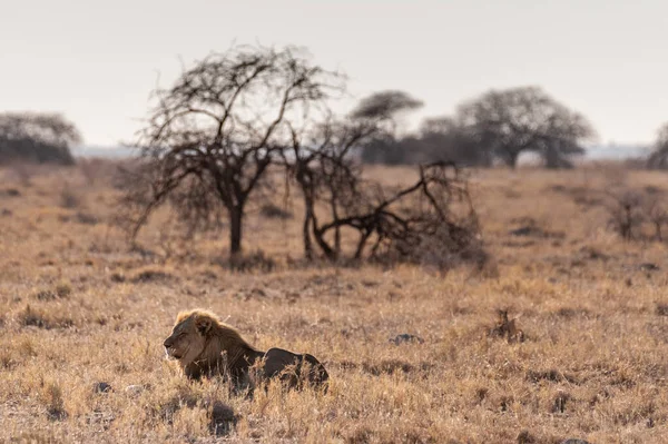 León macho descansando en una llanura —  Fotos de Stock