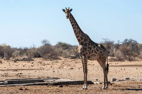 Żyrafa stojąca obok wodopoju w Parku Narodowym Etosha — Zdjęcie stockowe