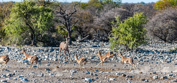 Kudus e Impalas corriendo alrededor de un pozo de agua —  Fotos de Stock