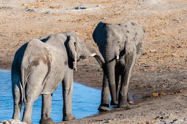 Zwei afrikanische Elefantenmännchen fordern einander heraus — Stockfoto