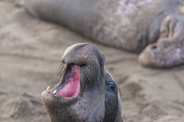 Fighting Elephant Seals