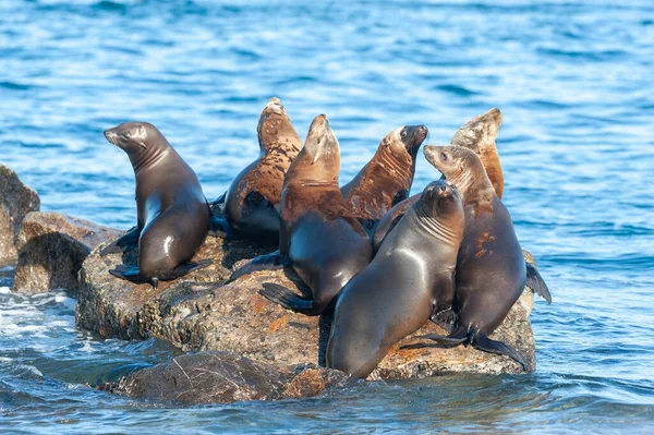 Bir kayanın üzerinde dinlenen deniz aslanları. — Stok fotoğraf