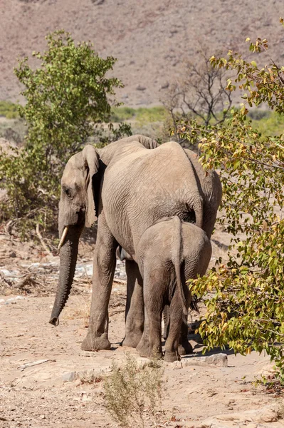 Dos elefantes del desierto en Namibia — Foto de Stock