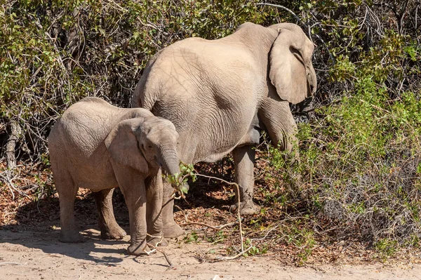 나미비아 사막에 사는 두 마리의 사막 코끼리 — 스톡 사진