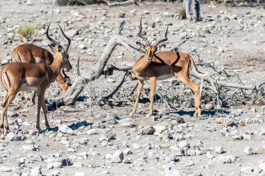 Impalas- Etosha Ulusal Parkı