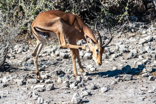 Impalas az Etosha nemzeti parkban — Stock Fotó