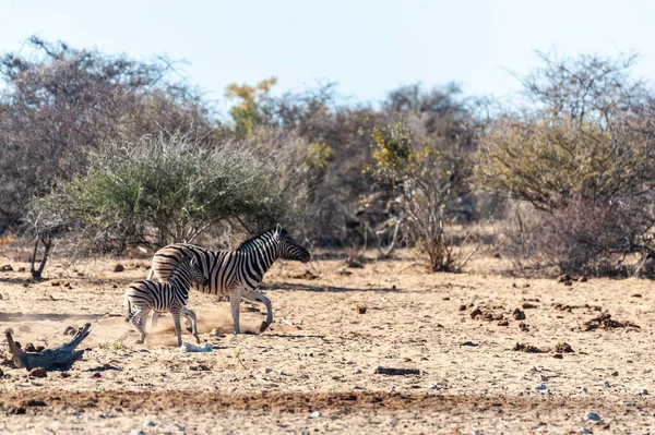 Cebras en el Parque Nacional Etosha —  Fotos de Stock
