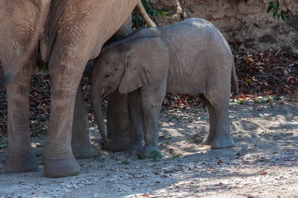 Um elefante do deserto e seu bezerro de alimentação na Namíbia — Fotografia de Stock