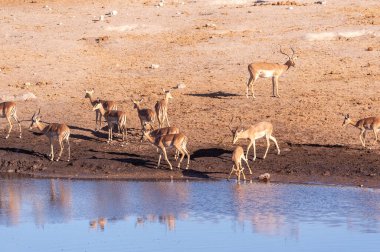 Impalas bir su birikintisi içme