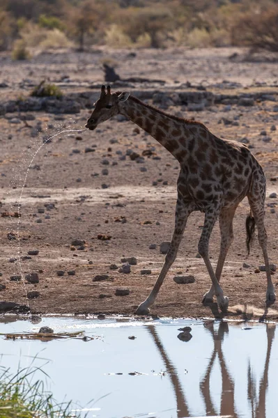 Zürafalar etkin Milli Parkı'nda — Stok fotoğraf