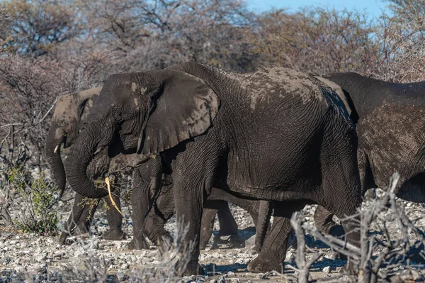 Primer plano de un elefante africano pasando por —  Fotos de Stock