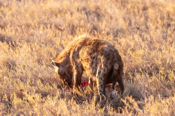 Gefleckte Hyäne mit Beute — Stockfoto
