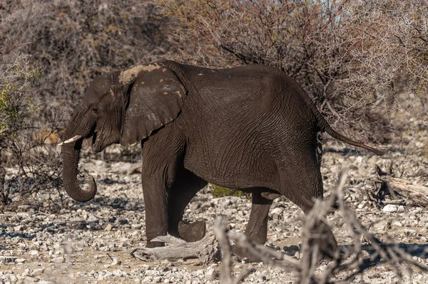 Nahaufnahme eines vorbeiziehenden afrikanischen Elefanten — Stockfoto