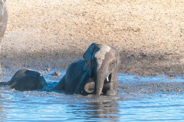 Un joven elefante africano bañándose en un abrevadero — Foto de Stock