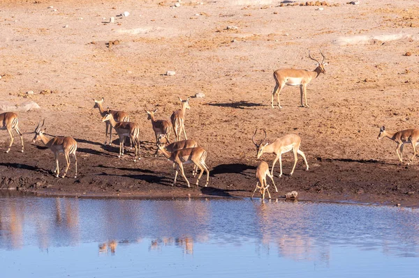 Impalas bebiendo de un pozo de agua —  Fotos de Stock