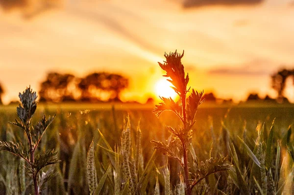 Beautiful sunset in central Belgium — Stock Photo, Image