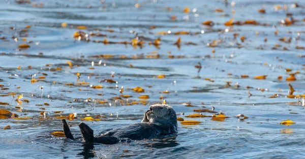 Lontras marinhas flutuando na Baía de Monterey — Fotografia de Stock