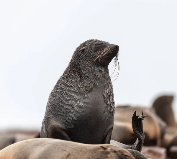 Colônia de focas na costa do esqueleto — Fotografia de Stock