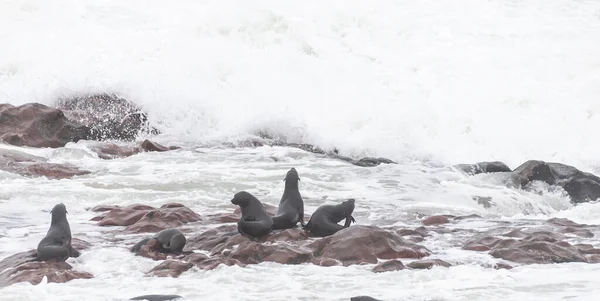 Colônia de focas na costa do esqueleto — Fotografia de Stock
