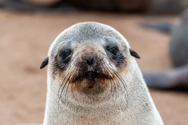 Seal colony at the Skeleton Coast — Stock Photo, Image