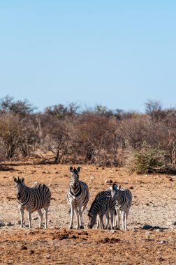 Etosha'da bir grup Zebra