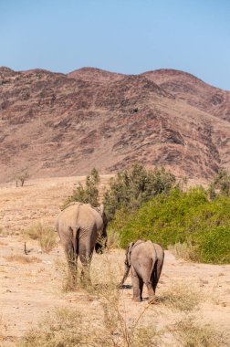 Namibya 'da İki Çöl Fili