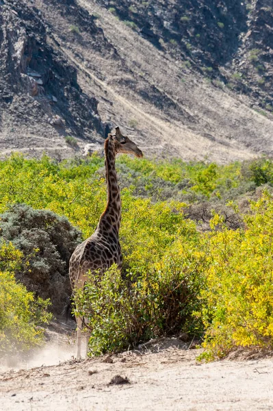 Solitaire Giraffe in de Namibische woestijn — Stockfoto