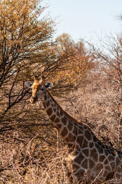 Close-up van een Angolese giraf verstopt in de struiken — Stockfoto