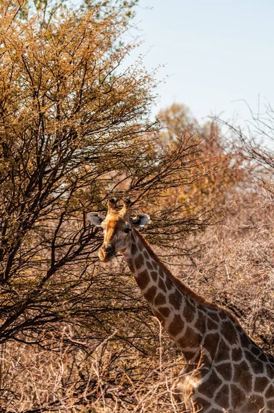 Closeup of an Angolan Giraffe hiding in the Bushes Royalty Free Stock Images