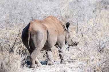 Siyah Gergedan Bir ağacın altında Tarama.
