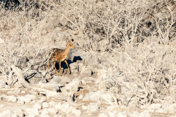 Ein dik dik versteckt sich hinter Büschen in etosha — Stockfoto