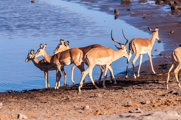 stock image Restless Impalas near a waterhole