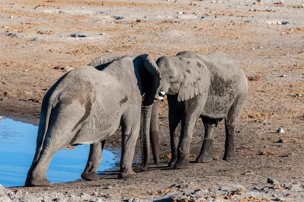 Twee Afrikaanse olifanten plukken een gevecht. — Stockfoto