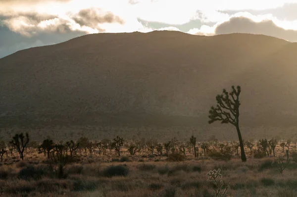 Solnedgång i Joshua Tree — Stockfoto