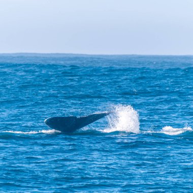 Gri balinanın kuyruğu