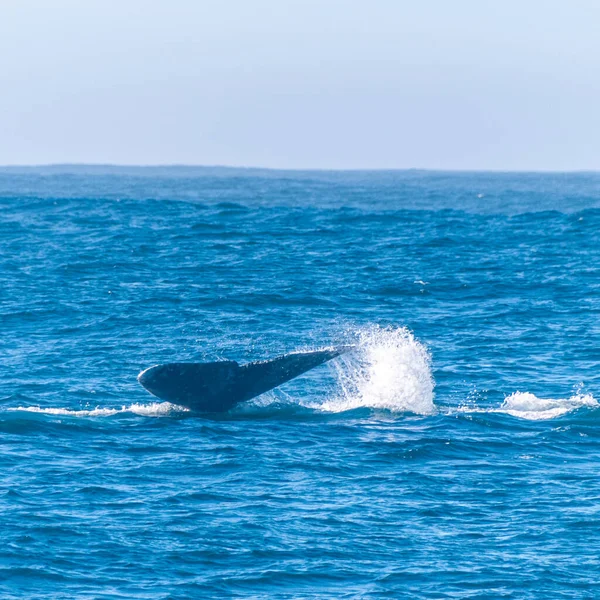 Staart van een grijze walvis — Stockfoto