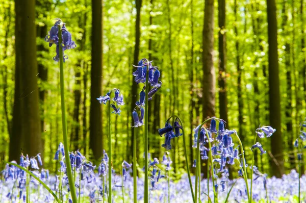 Hallerbos on a sunny spring afternoon — Stock Photo, Image