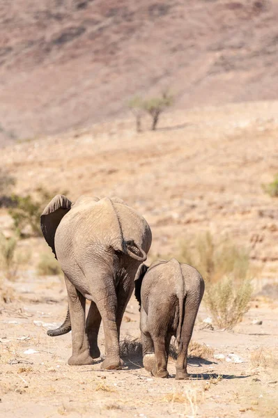 Dos elefantes del desierto en Namibia —  Fotos de Stock