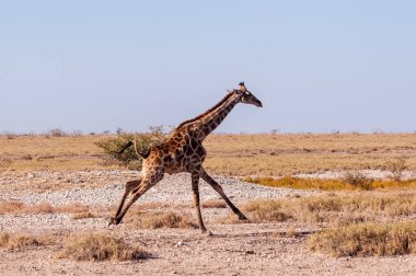 Namibya'da dörtnala koşan Zürafa