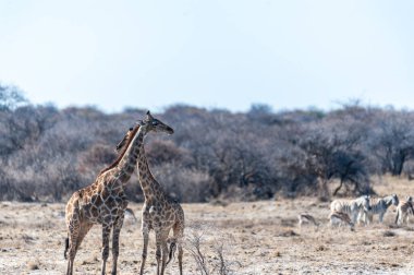 İki Angola zürafasının yakın çekimi.