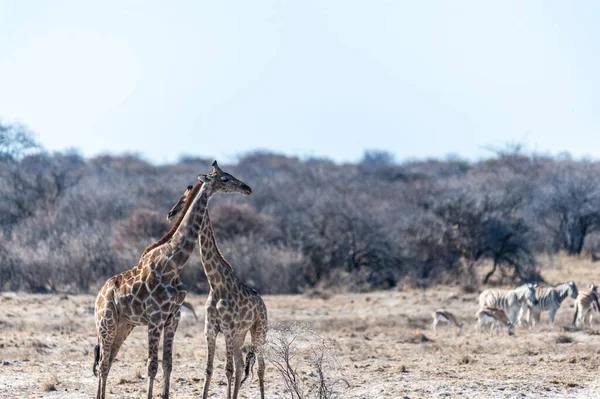 Closeup of two angolan giraffes — Stock Photo, Image