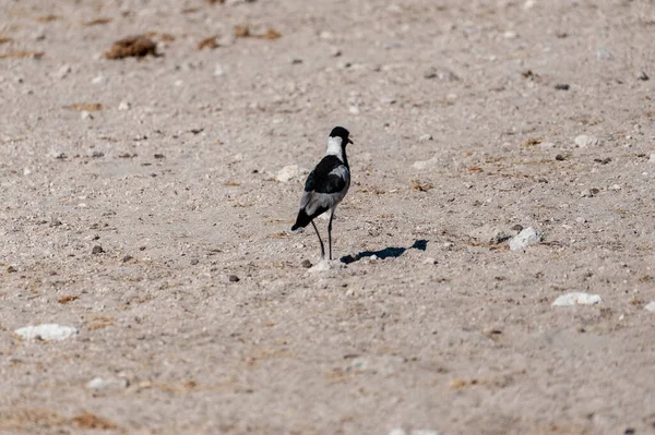 A Blacksmith Lapwing walking on the plains of Etosha — Stock Photo, Image