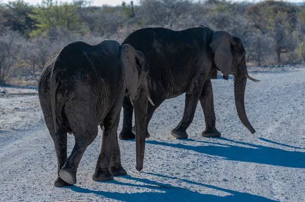 CLoseup de un grupo de elefantes africanos que pasan por — Foto de Stock