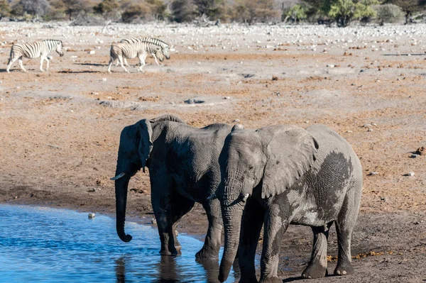 Två manliga elefanter dricker från ett vattenhål. — Stockfoto