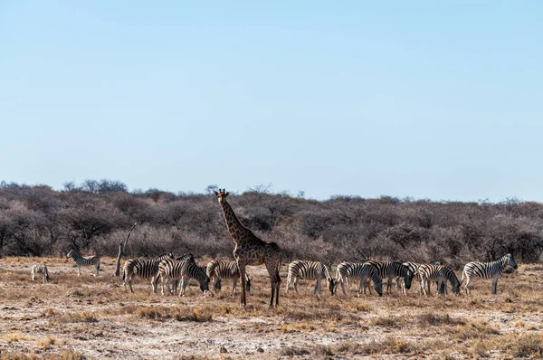 Een Angolese Giraffe met een kudde Zebra 's op de achtergrond. — Stockfoto