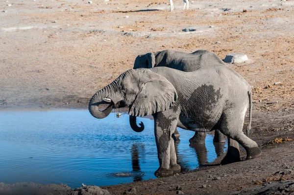 Zwei männliche Elefanten trinken aus einem Wasserloch. — Stockfoto