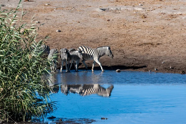 Etosha 국립 공원에 있는 얼룩말. — 스톡 사진