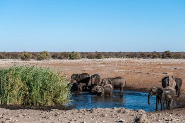 Afrika filleri bir su birikintisinin içme