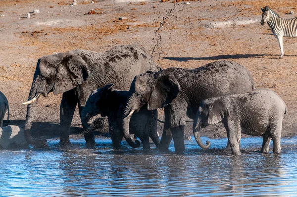 African Elephants drinking at a waterhole — Stock Photo, Image